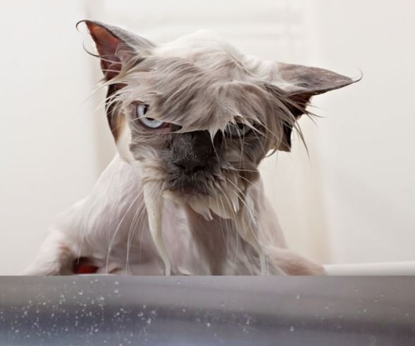 Wet cats have me giggling today